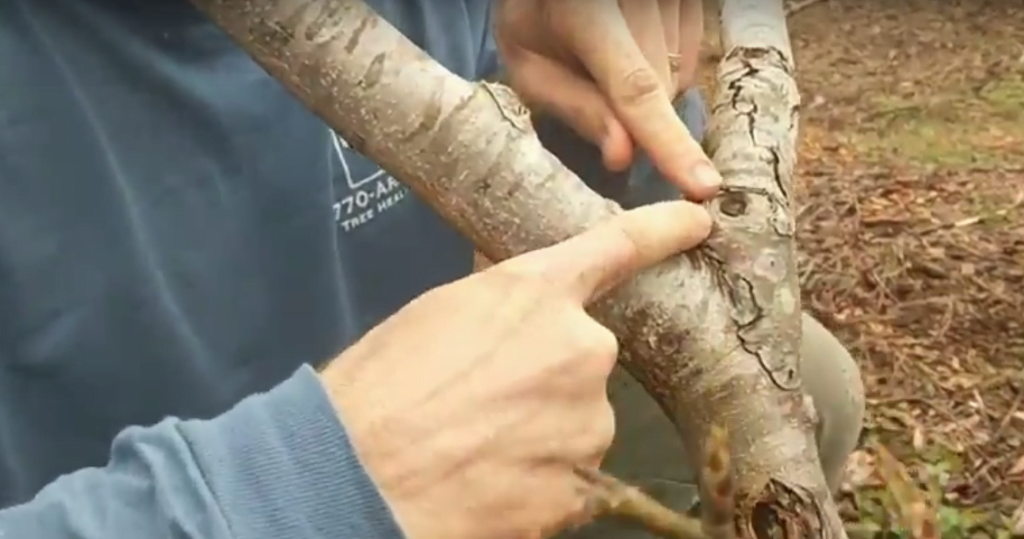 Hands with Trees