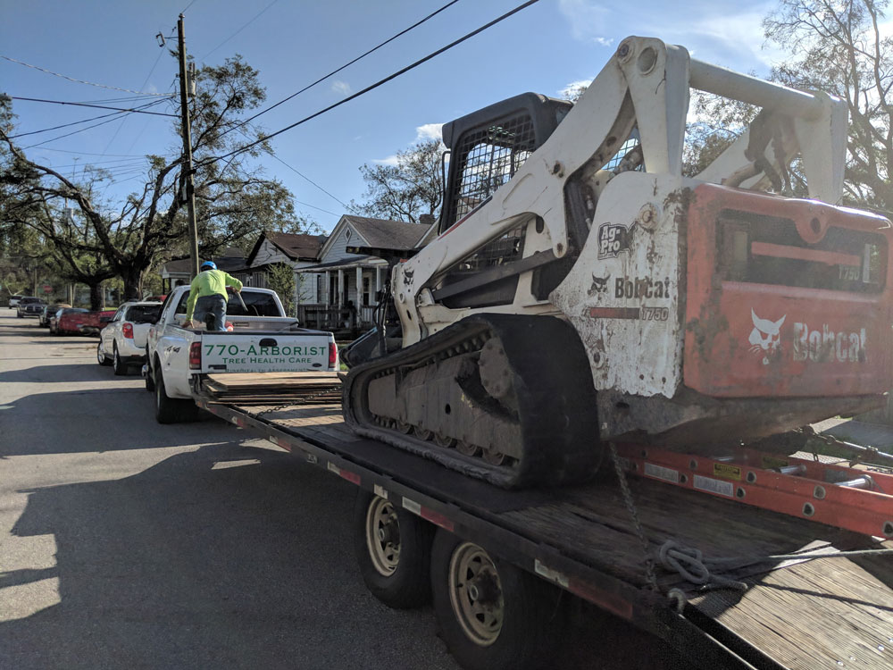 bobcat1