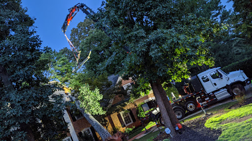 tree trimming cost