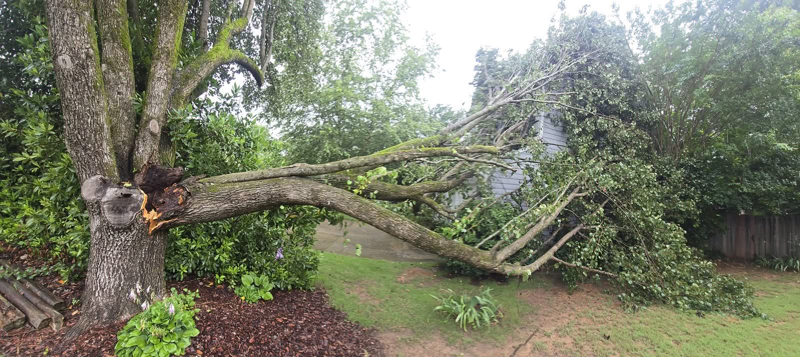 Multi-trunk hardwood with one leader snapped at the trunk and its crown fallen onto a house in Acworth GA, June 2026