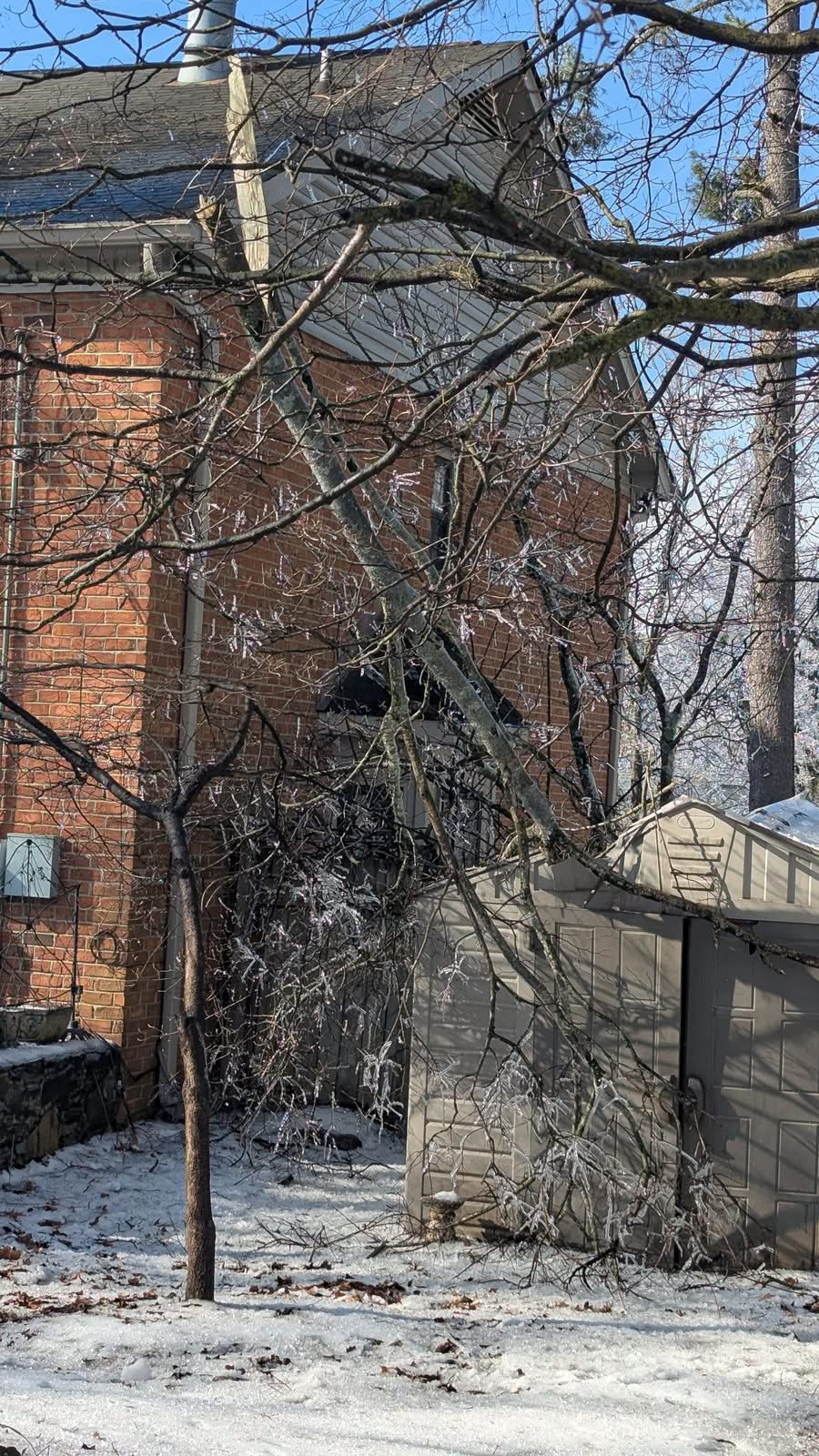 Ice-glazed limbs leaning against the corner of a brick house and draped over a backyard storage shed