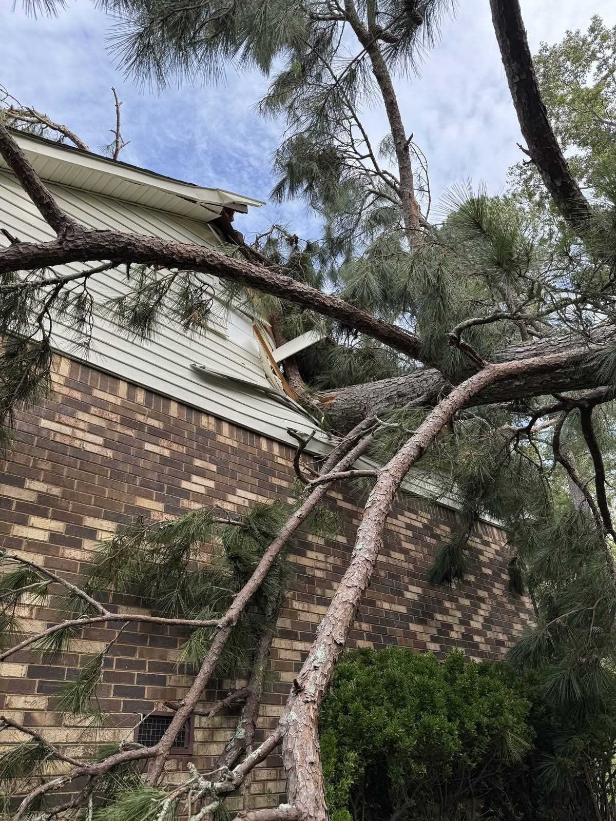Pine fallen through the gable and siding of a brick house before removal