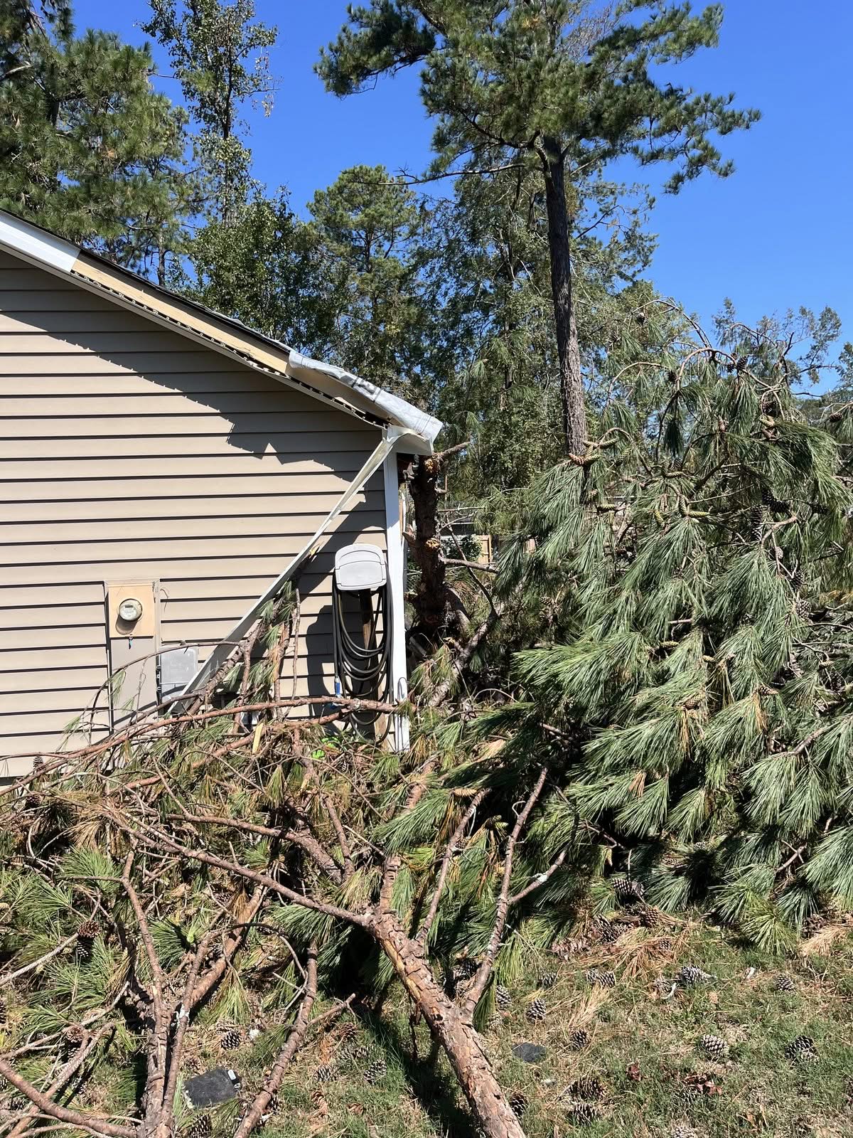 Pine snapped by storm winds leaning against the corner of a house before removal