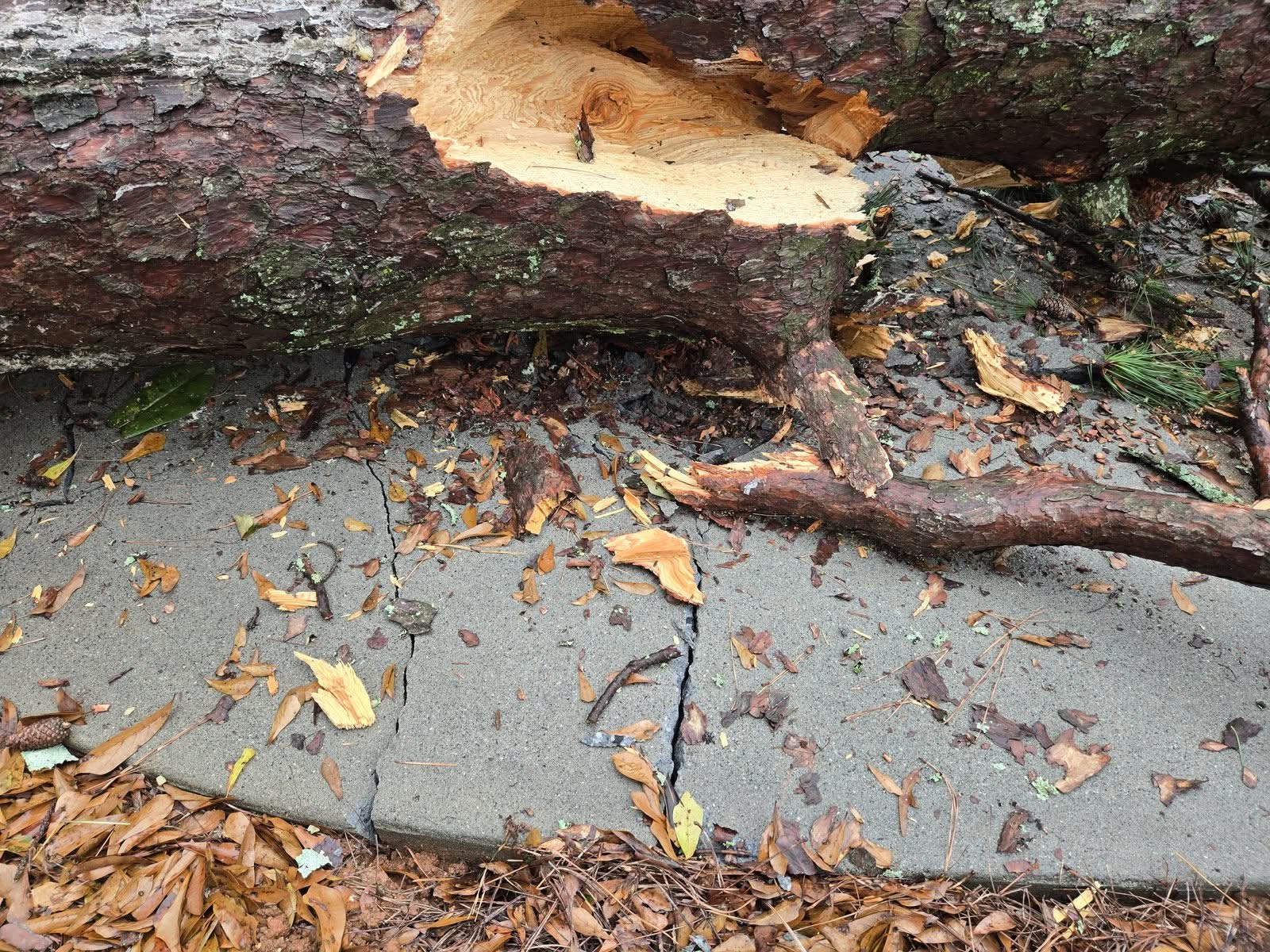 Splintered pine trunk lying across a cracked concrete walkway