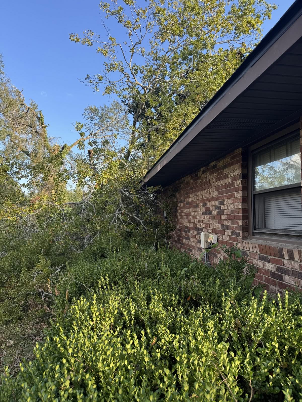 Storm-damaged oak limbs resting over a brick home's roofline before tree removal