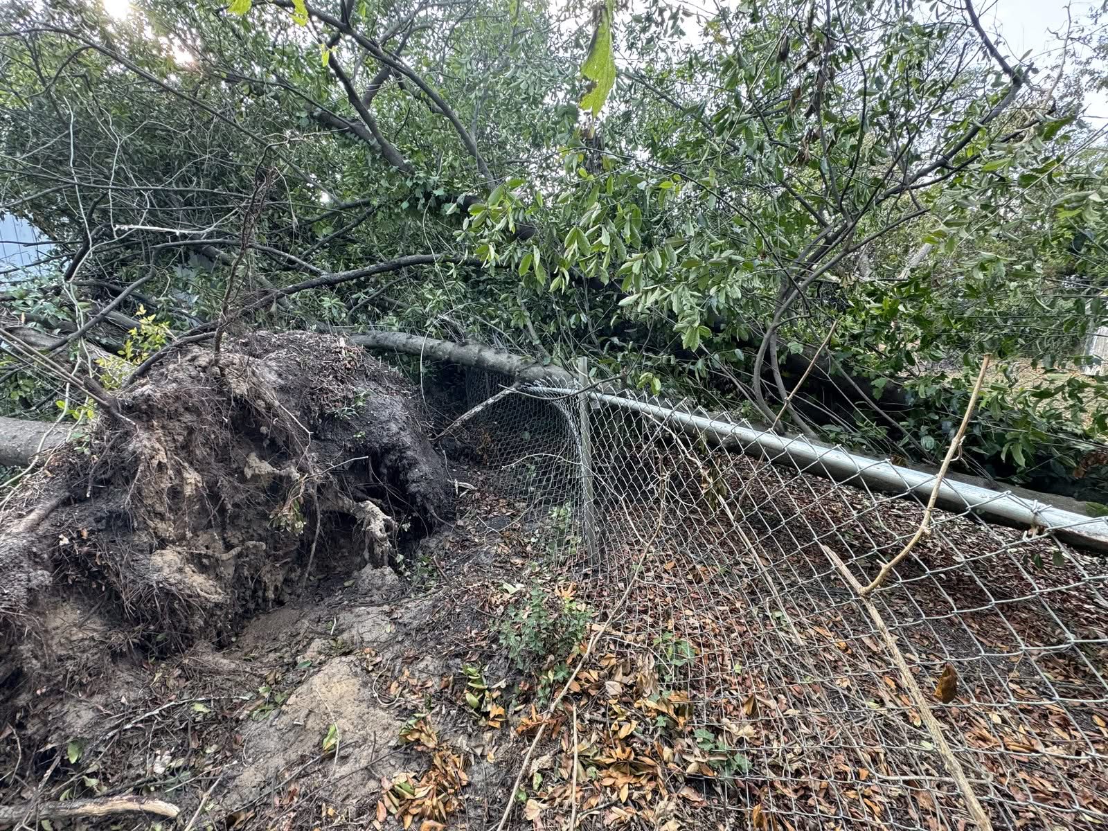 Uprooted tree rootball fallen onto a chain-link fence